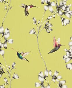 Amazilia hummingbird wallpaper - Gooseberry