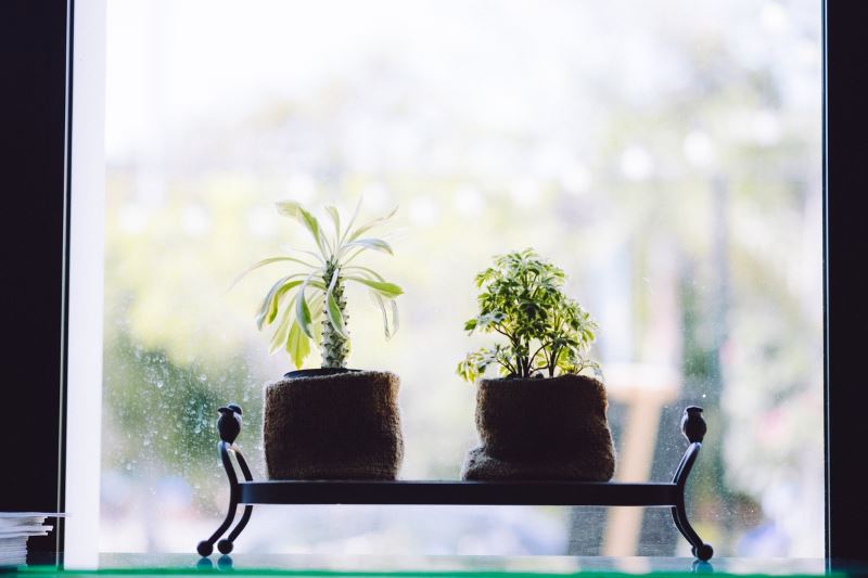 Best plants for a healthy and happy home