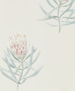 Protea Flower Wallpaper from The Art of the Garden Collection in Porcelain & Blush