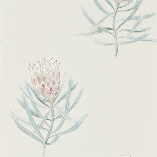 Protea Flower Wallpaper from The Art of the Garden Collection in Porcelain & Blush