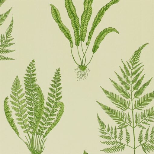 Woodland Ferns Wallpaper